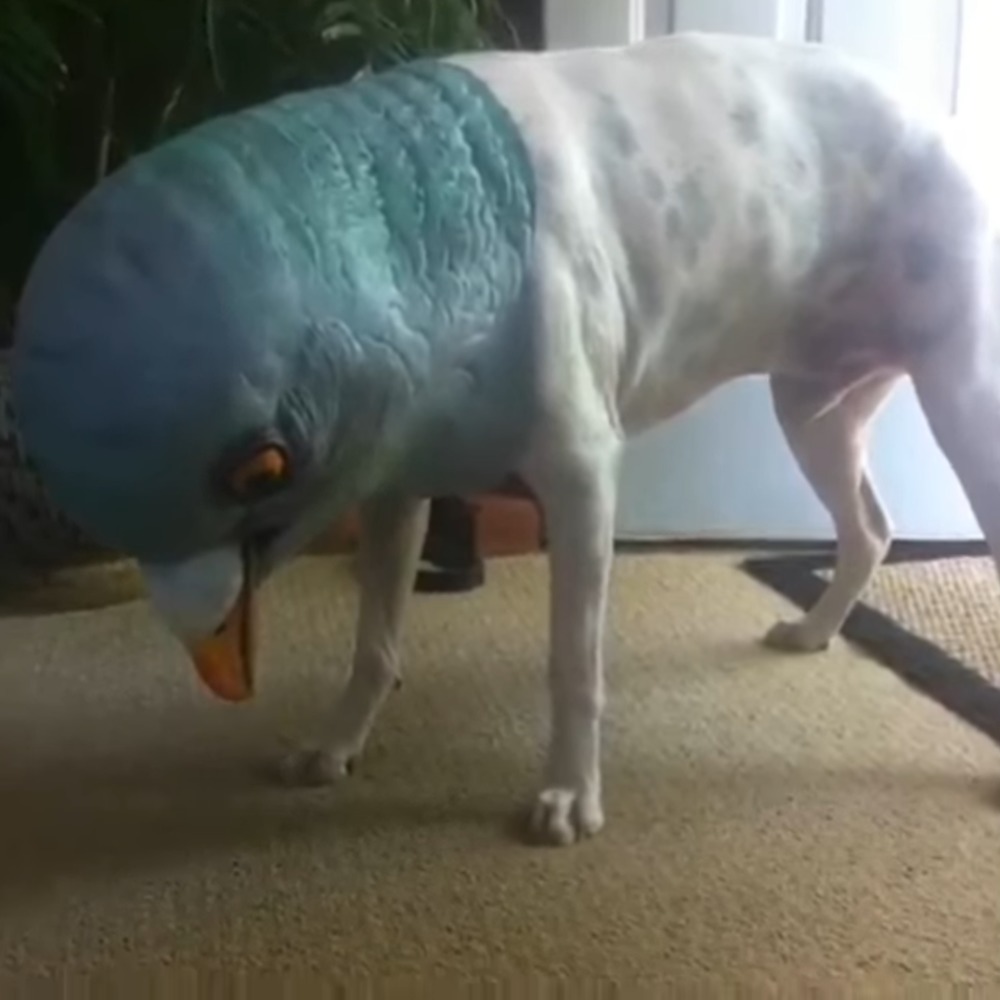 Meet your Posher, Gingerbreadjesus